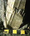 Image of timber supports for the crannog
