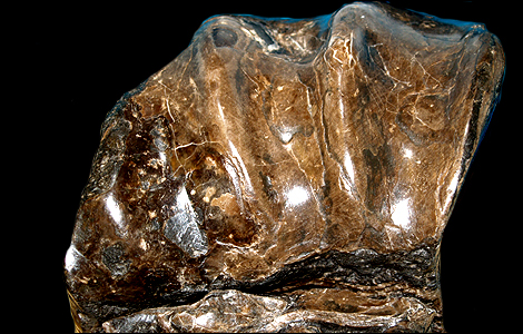 Ammonite