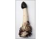 Cogumelo Phallus impudicus