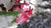 April Snow