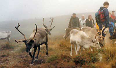 Visiting the reindeer on their mountain near Aviemore, Scotland