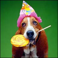 A Party Dog