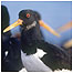 Islands c/o Oystercatcher c/o  RSPB  Images/Andy Hay)
