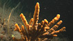 A sponge community by Kate Lock