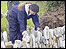 Dry stone-walling