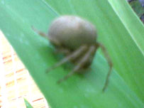Crab spider