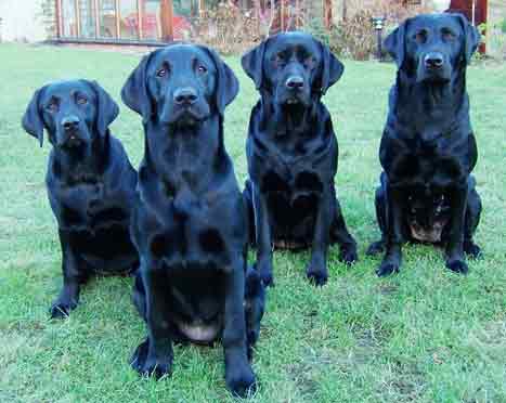 Daisy, Scout, Molly and Ceri.