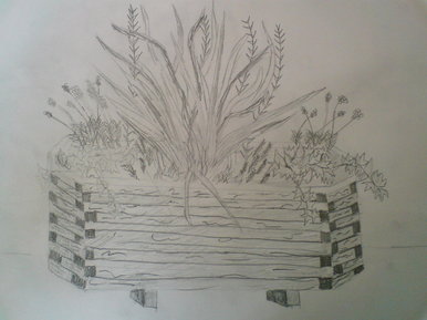 Plant Sketch