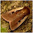 Moth