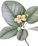 Plant specimen 'Dillenia alata'