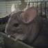 A giant mouse in a bath