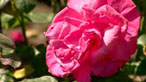 a rose