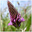 Orchid