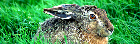 Rabbit