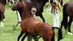 A frisky horse and handler