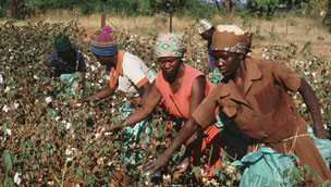 Workers picking cotton