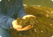The 'old faithful' - manure