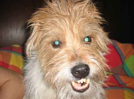 Scruffy