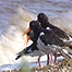 Activities (Image: Birds)