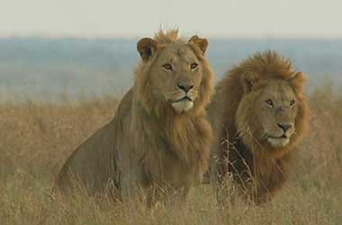 Two male lions - Scar and Scruffy