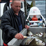 Fish being gutted
