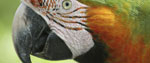 Macaw
