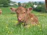 'Buttercup' by G Wright