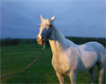 Stallion on Stud farm, Scarvagh, by Mary McIntyre