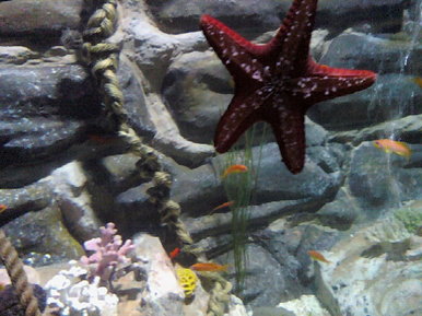 Fishies