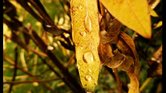 Droplet leaf...