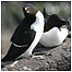 Rocky Coast activities (Image: Razorbills c/o Chris Packham)
