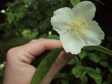 Delicate