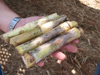 Cana-de-açúcar