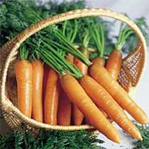 Carrot 'Nantes 3 Tip Top'.  Image supplied by Dobies