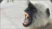 Langur