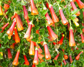 Desfontainia