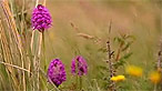 Kenfig dunes
