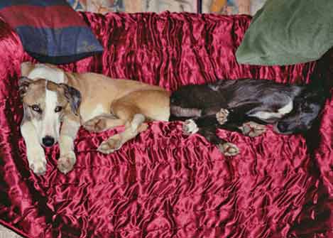 Rufus and Cobweb