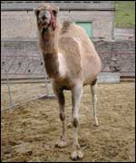 Camel
