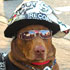cool dog