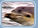 Bottlenosed Dolphin