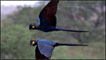Arara-azul (Foto: Andy and Gill Swash; www.worldwildlifeImages.com)