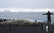 Nikki standing beside an elephant seal