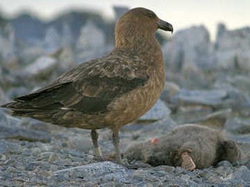 Skua feeding on dead Adélie Chick © Cara Sucher