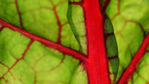 Swiss chard