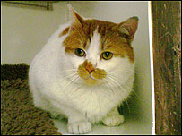Hendrix the cat
