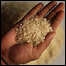 Arroz