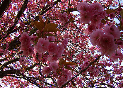 Overwhelmed by Cherry Blossoms