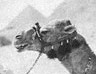 Rosemary Wordsworth Trevor-Bettye of Petersfield, England, a pioneering explorer of Egypt