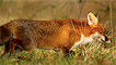 A colourful red fox by kenneth smith